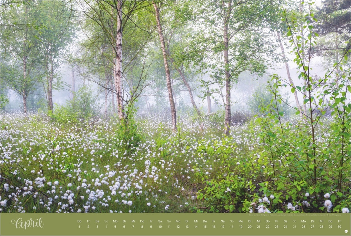 Zauberwälder Kalender 2027 (39 x 58 cm)