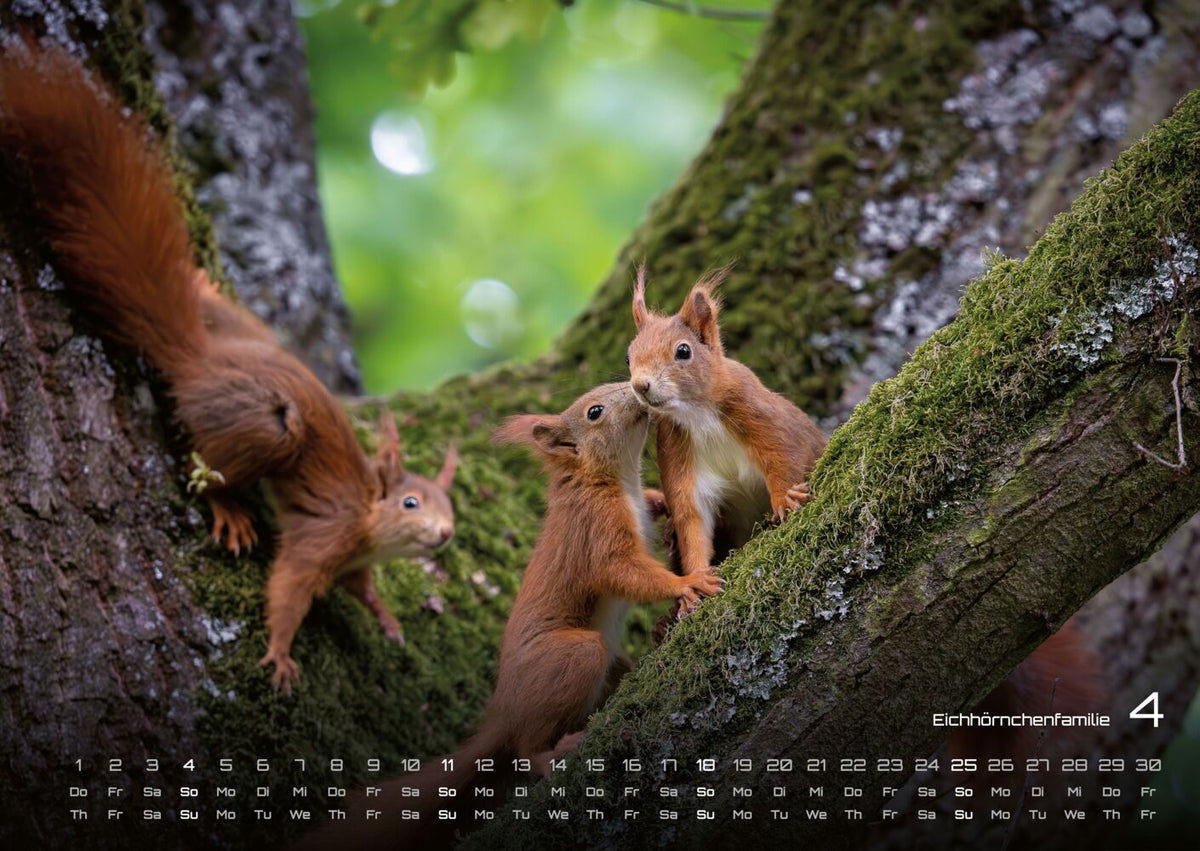 Waldtiere Kalender 2027 - Heimische Waldbewohner (DIN A2, 42 x 59.4 cm)