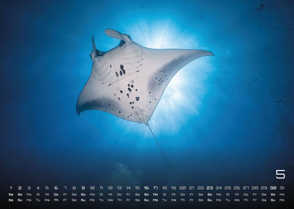 Sealife Kalender 2027 - verborgene Tiefen (DIN A2, 42 x 59.4 cm)