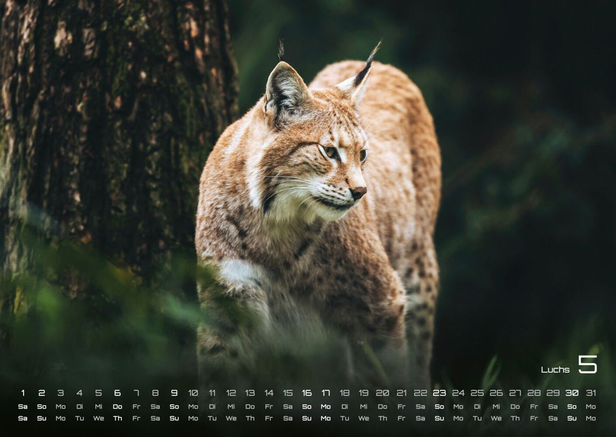 Waldtiere Kalender 2027 - Heimische Waldbewohner (DIN A2, 42 x 59.4 cm)