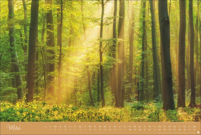 Zauberwälder Kalender 2027 (39 x 58 cm)