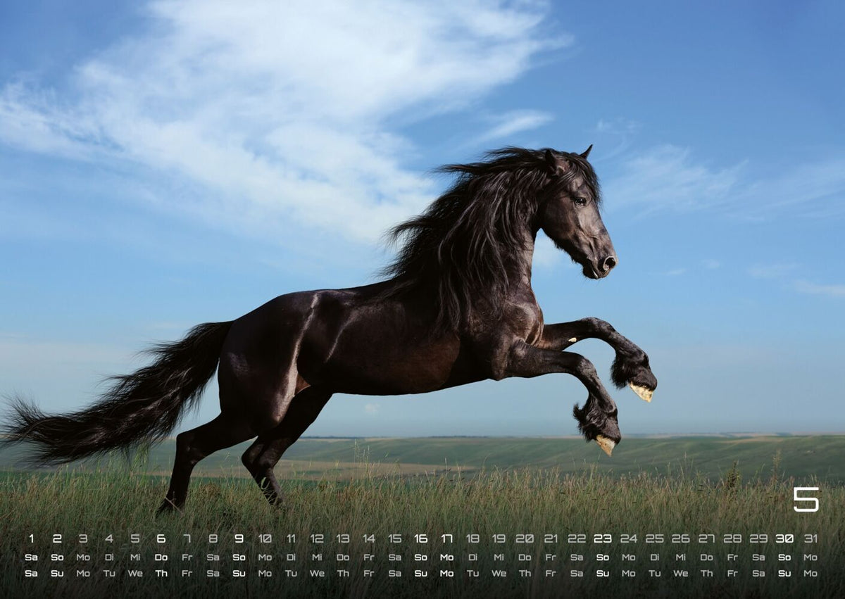 Pferdegeflüster - Der Pferdekalender 2027 (DIN A2, 42 x 59.4 cm)