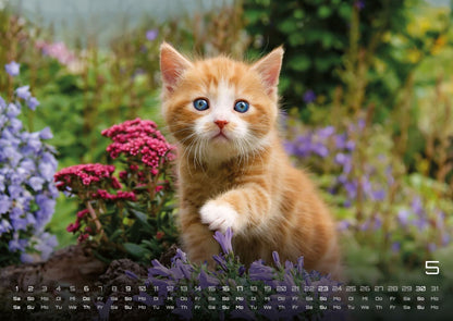 Miau Kids: kleine Tiger ganz gross - Katzenkalender 2027 (DIN A2, 42 x 59.4 cm)