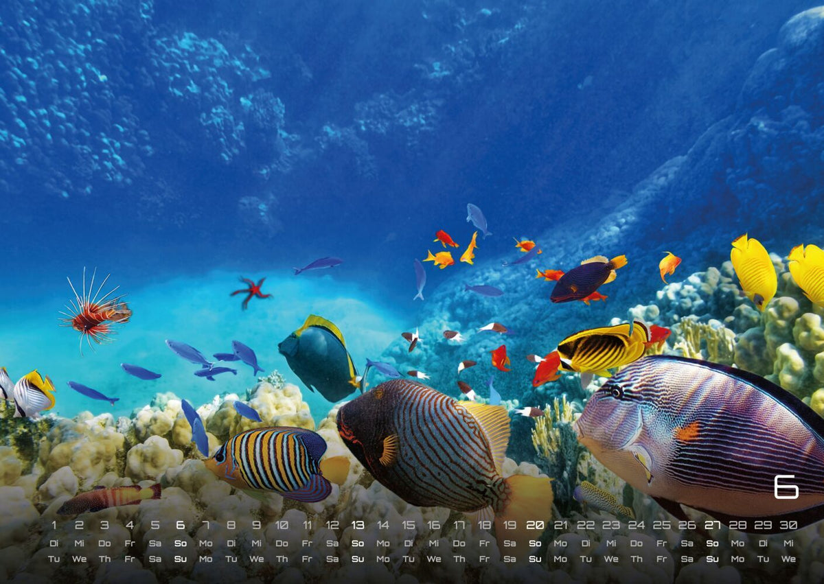 Sealife Kalender 2027 - verborgene Tiefen (DIN A2, 42 x 59.4 cm)