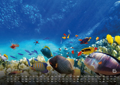 Sealife Kalender 2027 - verborgene Tiefen (DIN A2, 42 x 59.4 cm)