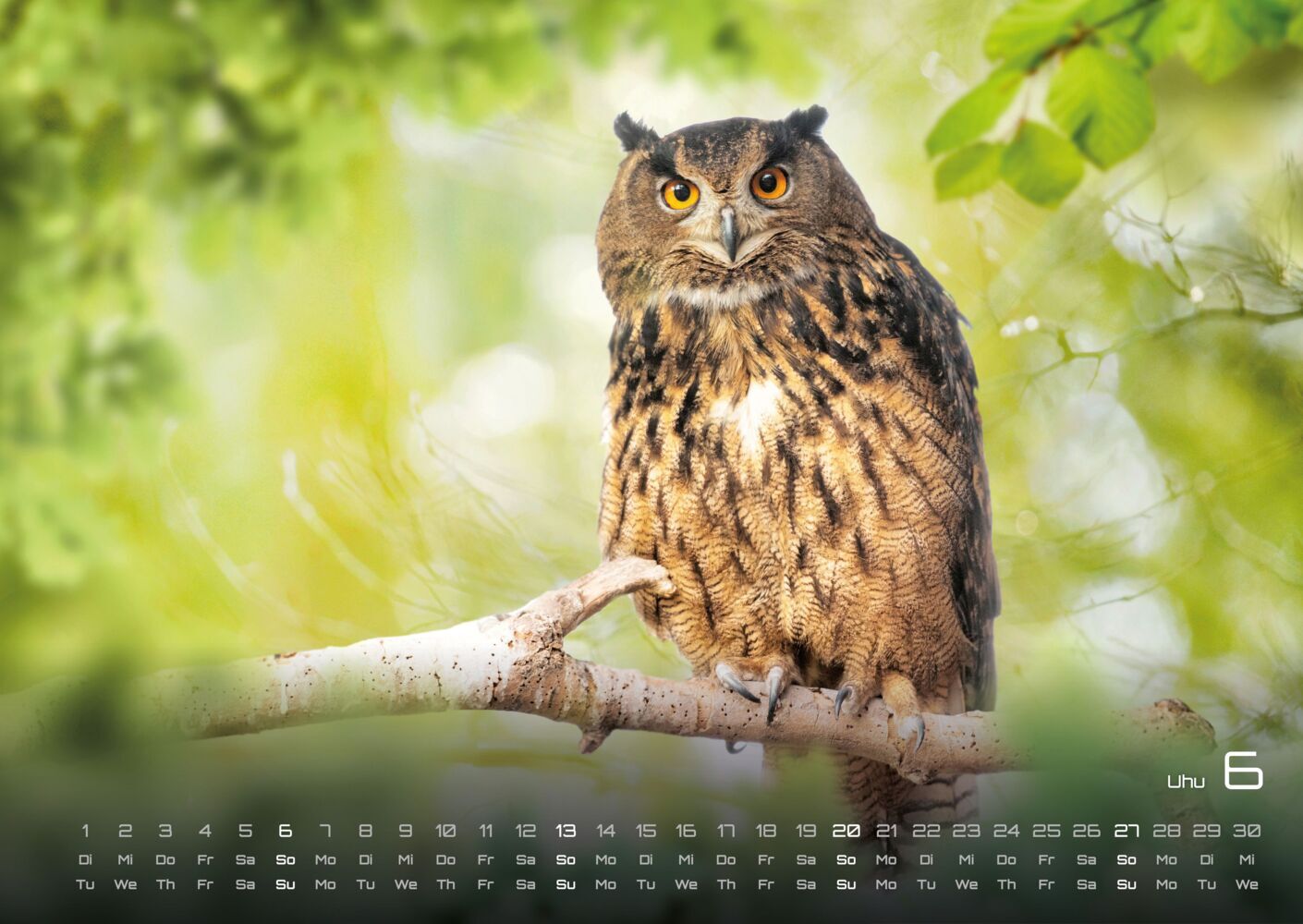 Waldtiere Kalender 2027 - Heimische Waldbewohner (DIN A2, 42 x 59.4 cm)