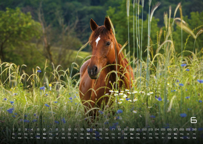 Pferdegeflüster - Der Pferdekalender 2027 (DIN A2, 42 x 59.4 cm)