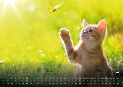 Miau Kids: kleine Tiger ganz gross - Katzenkalender 2027 (DIN A2, 42 x 59.4 cm)