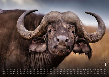 Afrikas Tierwelt Kalender 2027 (DIN A2, 42 x 59.4 cm)