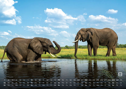 Afrikas Tierwelt Kalender 2027 (DIN A2, 42 x 59.4 cm)