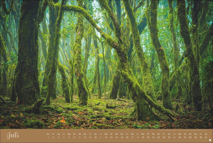 Zauberwälder Kalender 2027 (39 x 58 cm)