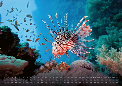 Sealife Kalender 2027 - verborgene Tiefen (DIN A2, 42 x 59.4 cm)