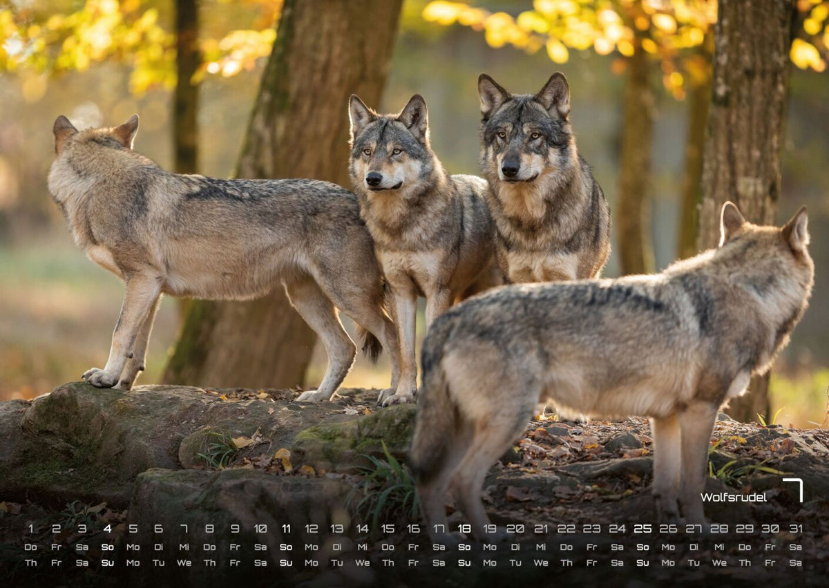 Waldtiere Kalender 2027 - Heimische Waldbewohner (DIN A2, 42 x 59.4 cm)