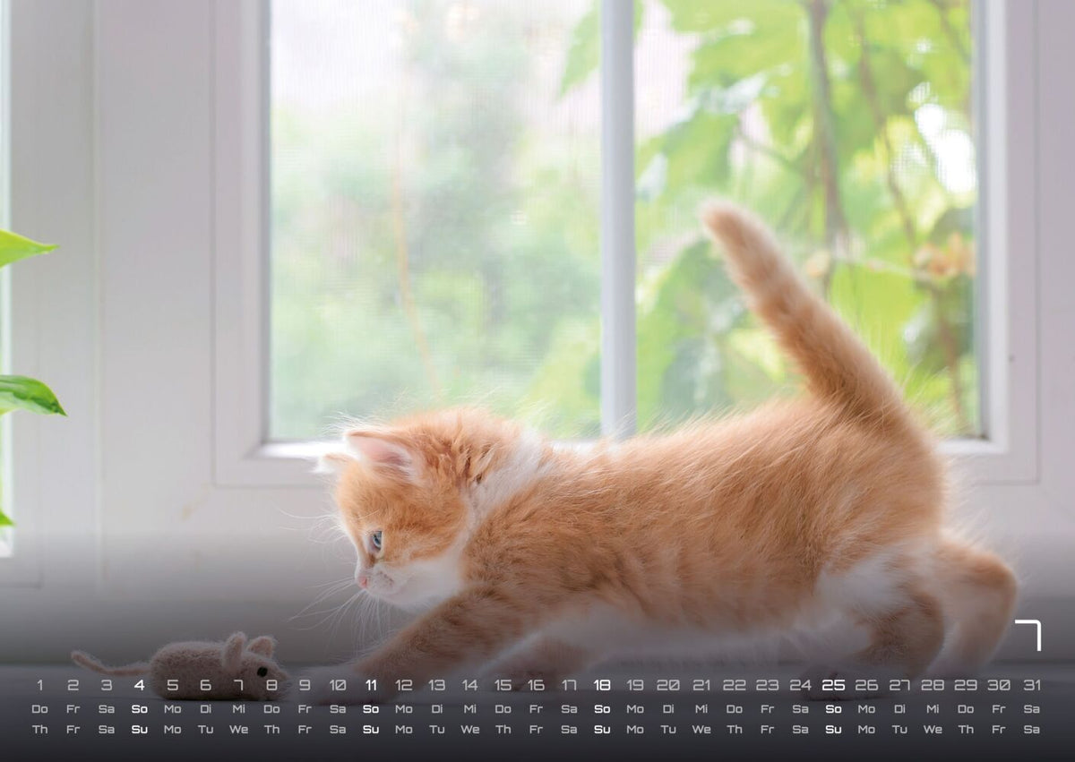 Miau Kids: kleine Tiger ganz gross - Katzenkalender 2027 (DIN A2, 42 x 59.4 cm)
