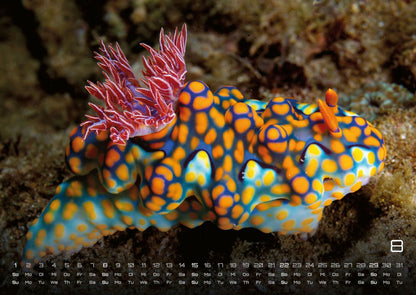 Sealife Kalender 2027 - verborgene Tiefen (DIN A2, 42 x 59.4 cm)