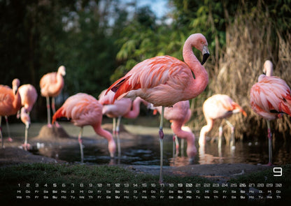 Afrikas Tierwelt Kalender 2027 (DIN A2, 42 x 59.4 cm)