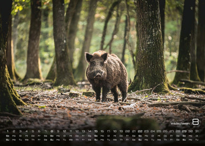 Waldtiere Kalender 2027 - Heimische Waldbewohner (DIN A2, 42 x 59.4 cm)