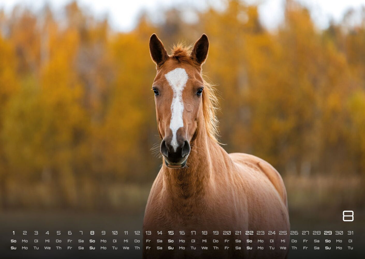 Pferdegeflüster - Der Pferdekalender 2027 (DIN A2, 42 x 59.4 cm)