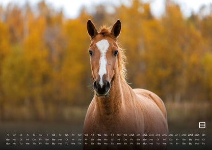 Pferdegeflüster - Der Pferdekalender 2027 (DIN A2, 42 x 59.4 cm)