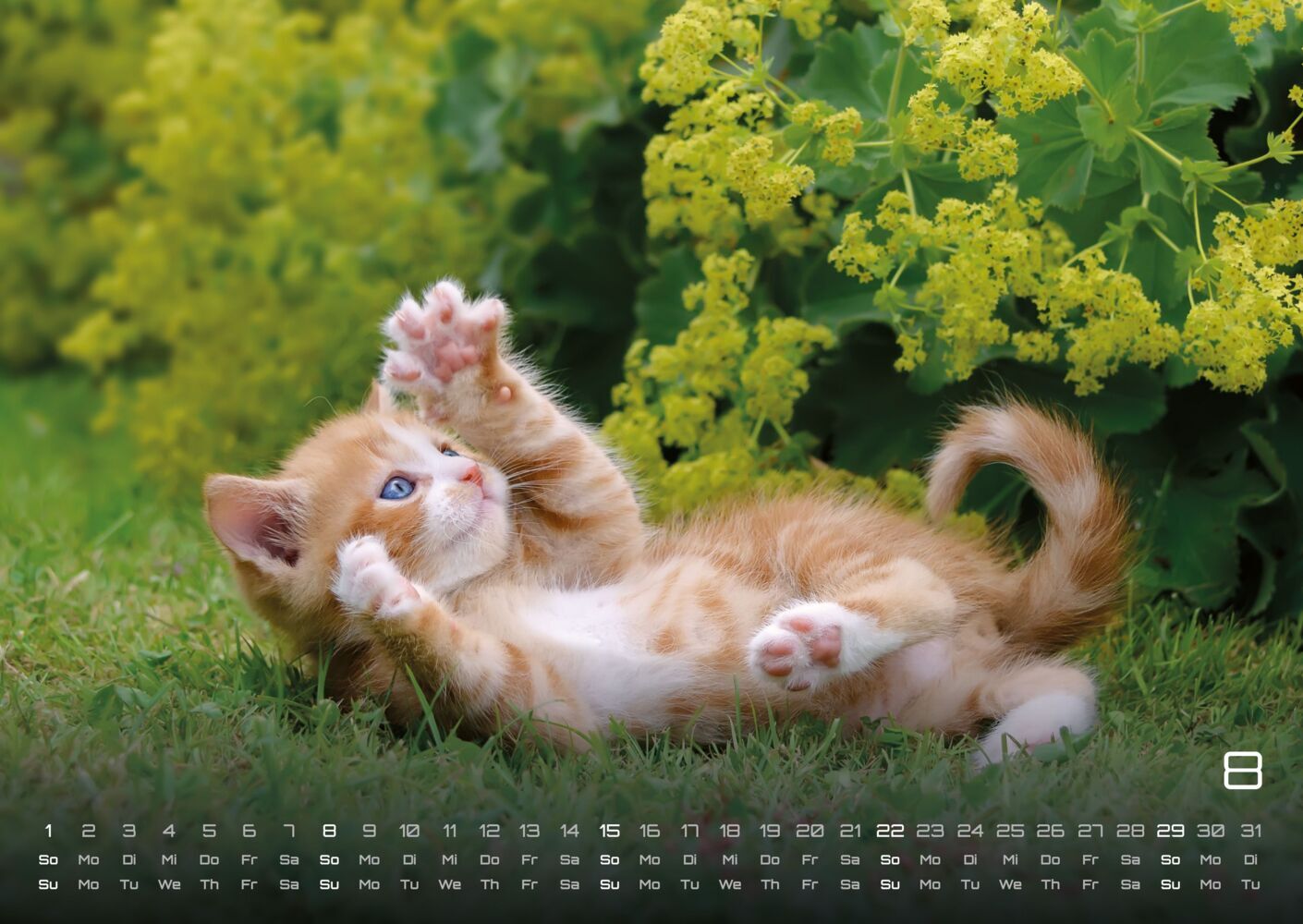 Miau Kids: kleine Tiger ganz gross - Katzenkalender 2027 (DIN A2, 42 x 59.4 cm)