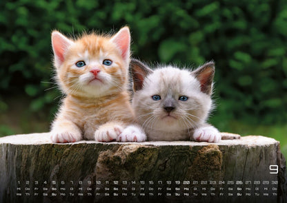 Miau Kids: kleine Tiger ganz gross - Katzenkalender 2027 (DIN A2, 42 x 59.4 cm)
