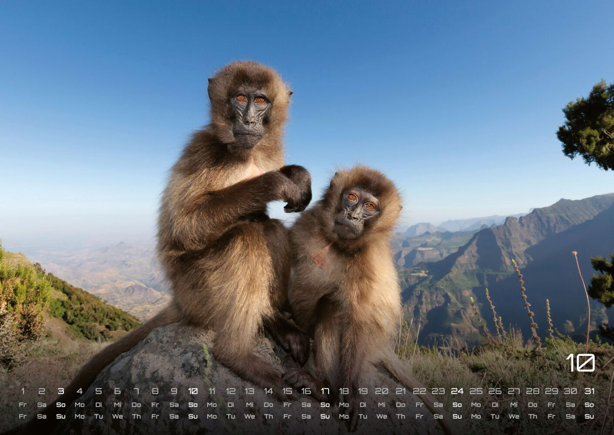 Afrikas Tierwelt Kalender 2027 (DIN A2, 42 x 59.4 cm)