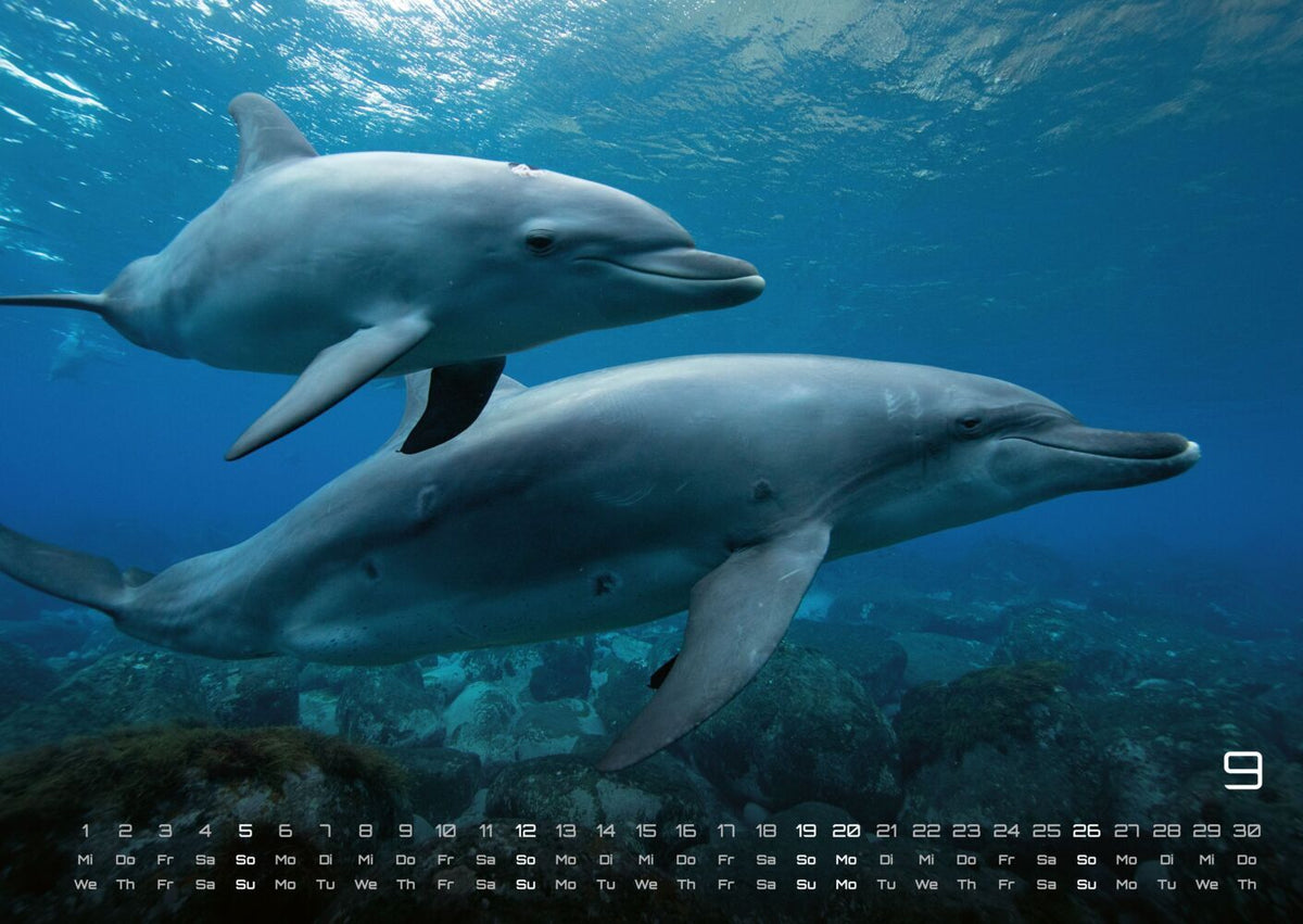 Sealife Kalender 2027 - verborgene Tiefen (DIN A2, 42 x 59.4 cm)