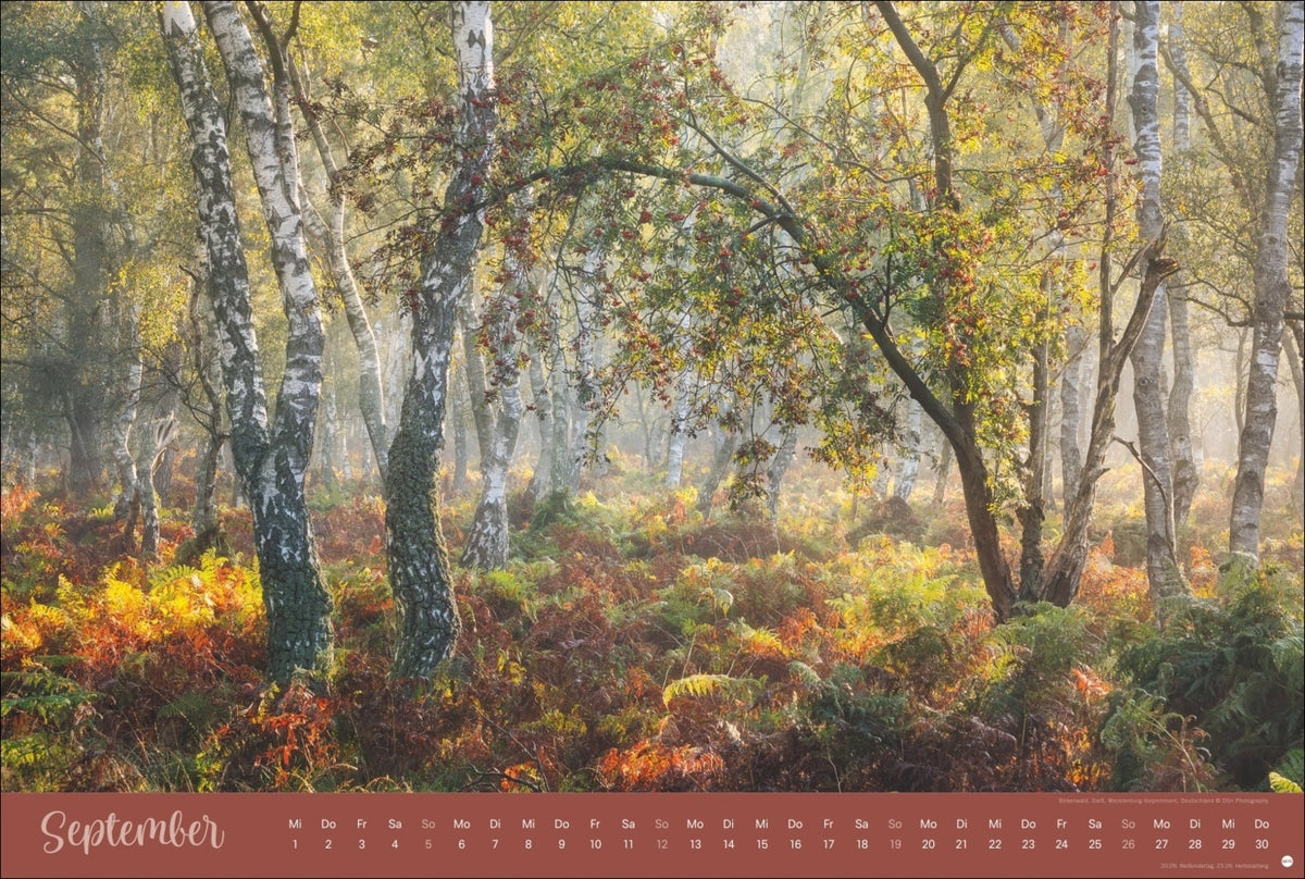 Zauberwälder Kalender 2027 (39 x 58 cm)