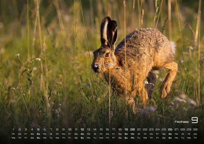 Waldtiere Kalender 2027 - Heimische Waldbewohner (DIN A2, 42 x 59.4 cm)