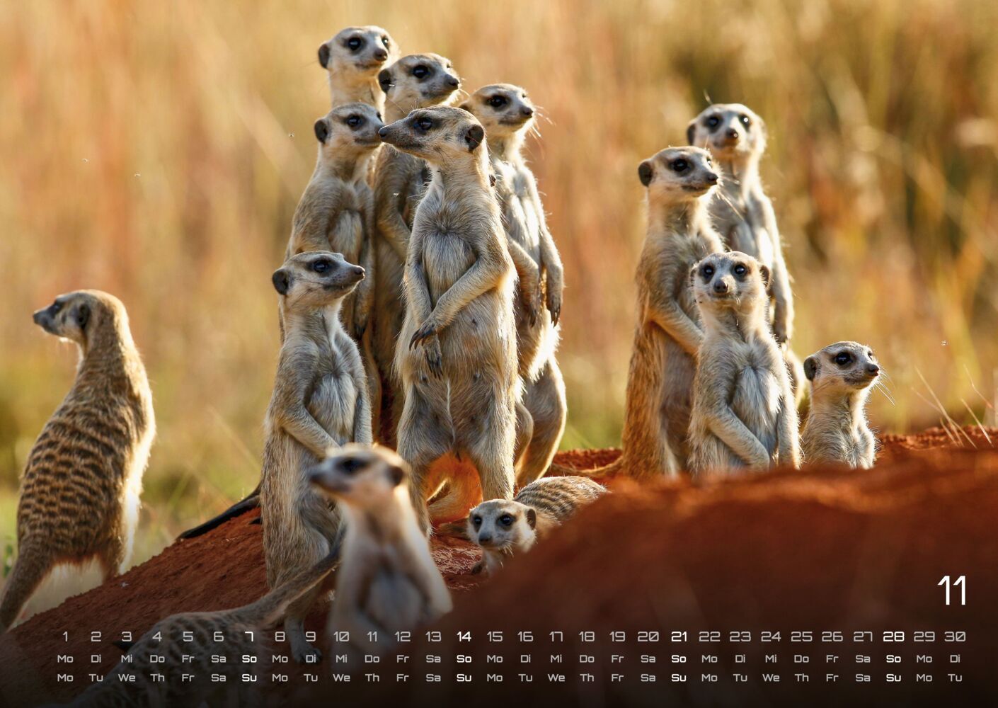 Afrikas Tierwelt Kalender 2027 (DIN A2, 42 x 59.4 cm)