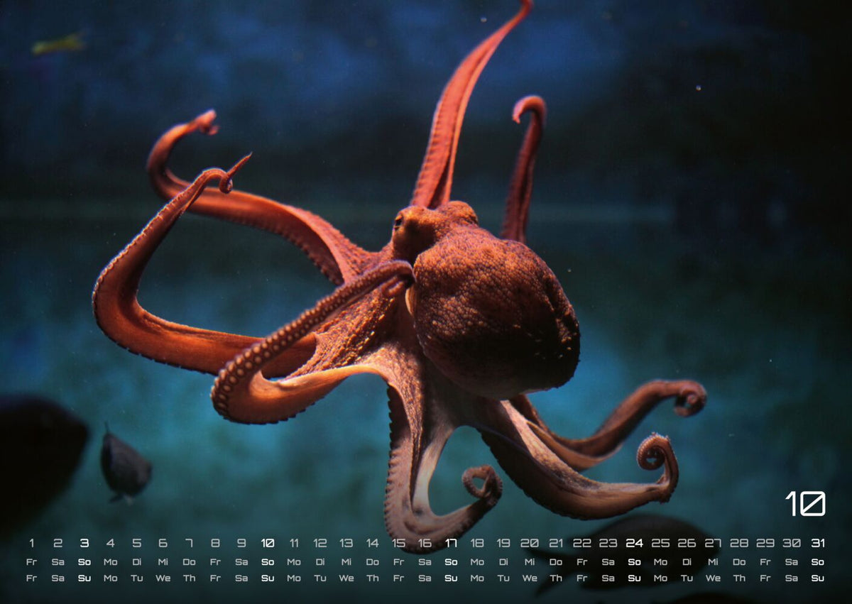 Sealife Kalender 2027 - verborgene Tiefen (DIN A2, 42 x 59.4 cm)