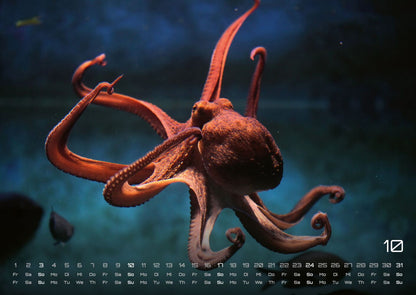 Sealife Kalender 2027 - verborgene Tiefen (DIN A2, 42 x 59.4 cm)