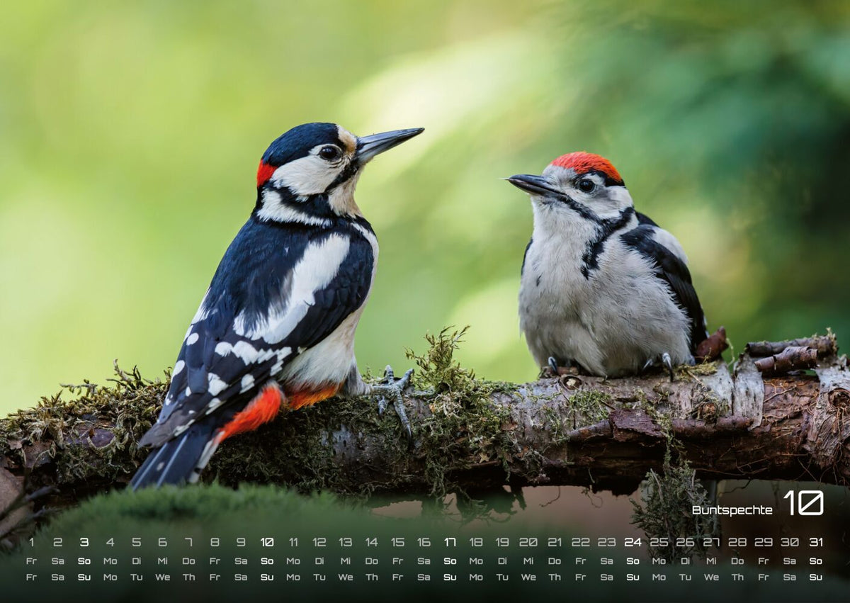 Waldtiere Kalender 2027 - Heimische Waldbewohner (DIN A2, 42 x 59.4 cm)