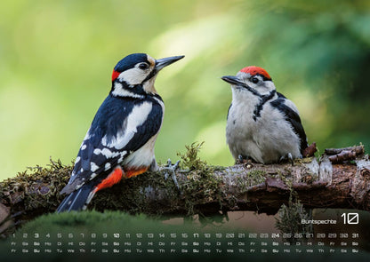 Waldtiere Kalender 2027 - Heimische Waldbewohner (DIN A2, 42 x 59.4 cm)