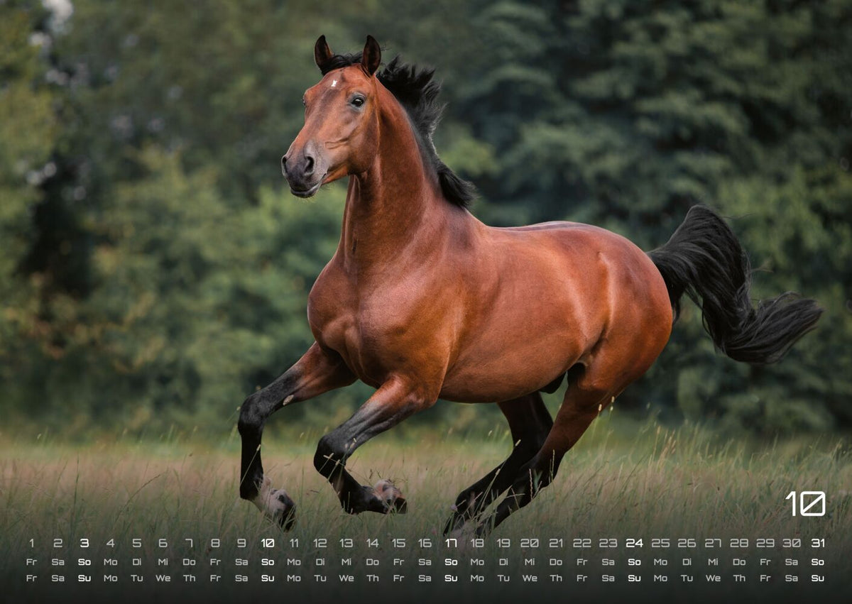 Pferdegeflüster - Der Pferdekalender 2027 (DIN A2, 42 x 59.4 cm)