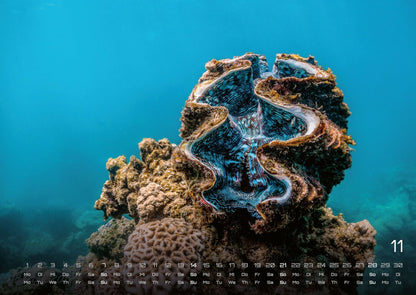Sealife Kalender 2027 - verborgene Tiefen (DIN A2, 42 x 59.4 cm)