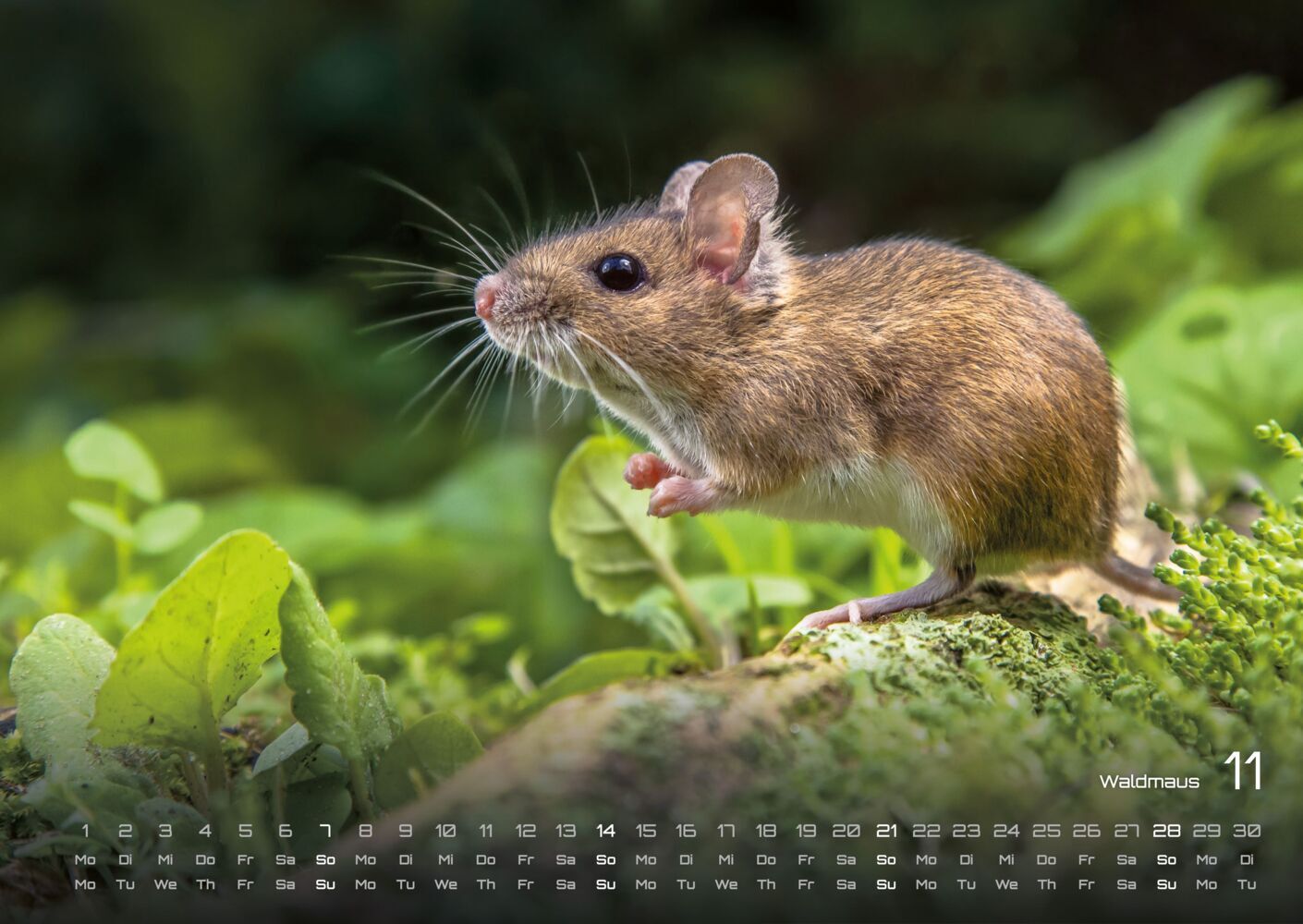 Waldtiere Kalender 2027 - Heimische Waldbewohner (DIN A2, 42 x 59.4 cm)