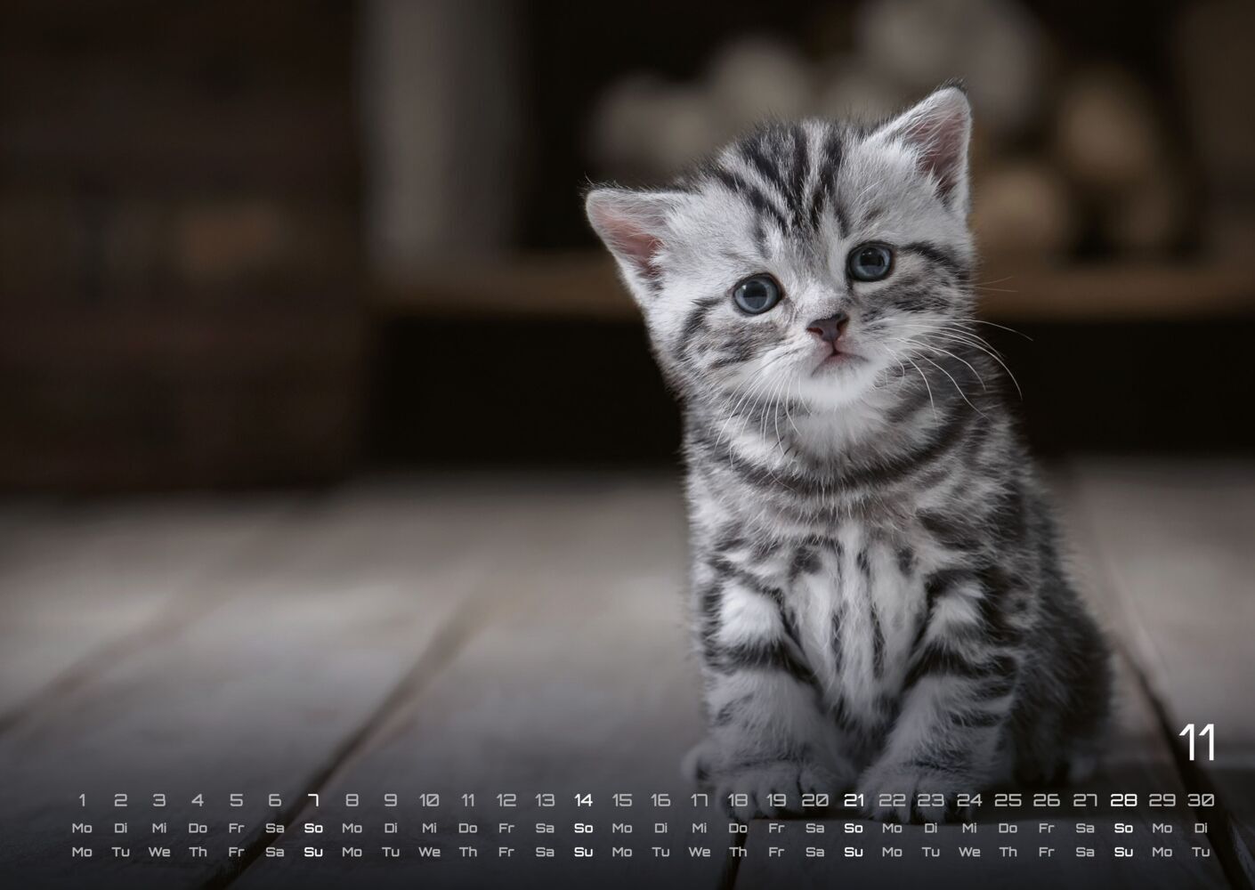 Miau Kids: kleine Tiger ganz gross - Katzenkalender 2027 (DIN A2, 42 x 59.4 cm)