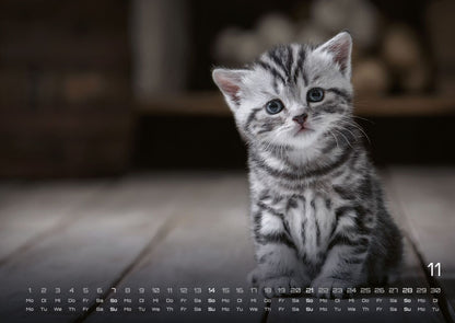 Miau Kids: kleine Tiger ganz gross - Katzenkalender 2027 (DIN A2, 42 x 59.4 cm)