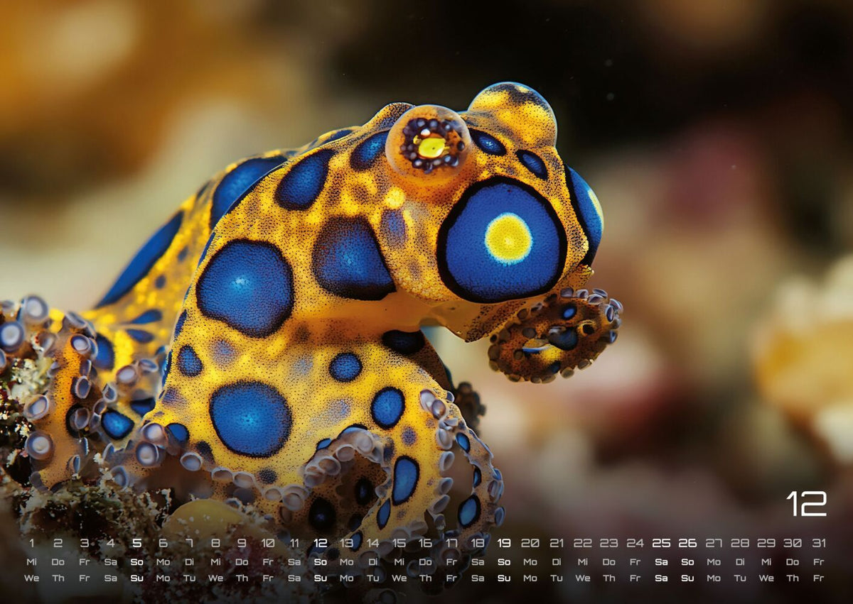Sealife Kalender 2027 - verborgene Tiefen (DIN A2, 42 x 59.4 cm)