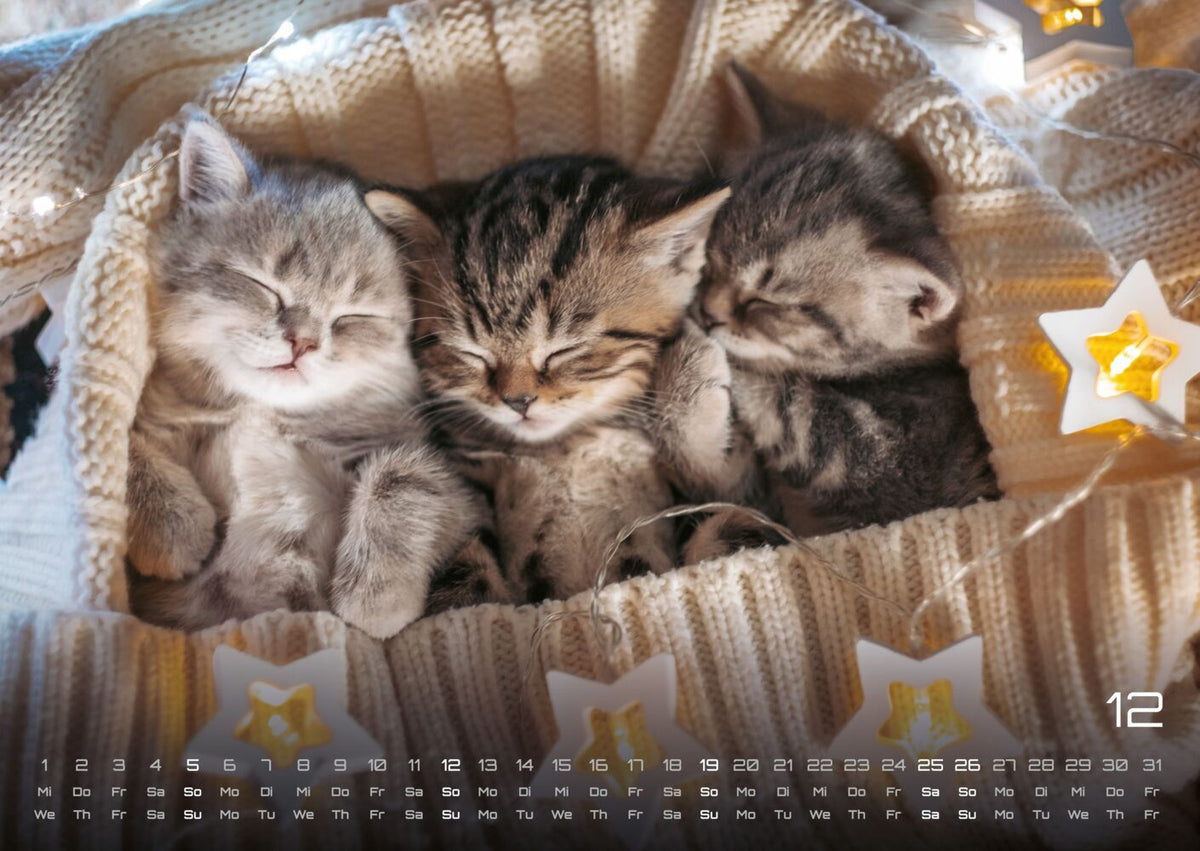 Miau Kids: kleine Tiger ganz gross - Katzenkalender 2027 (DIN A2, 42 x 59.4 cm)