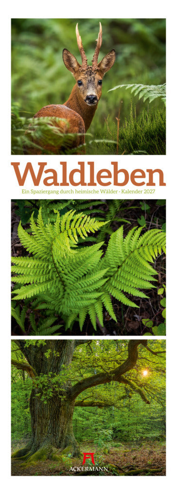 Waldleben Triplet-Kalender 2027 - Spaziergang durch heimische Wälder (66 x 24 cm)