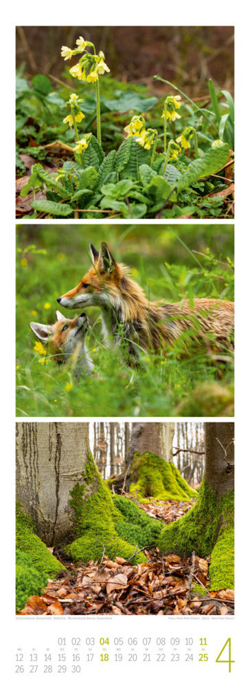 Waldleben Triplet-Kalender 2027 - Spaziergang durch heimische Wälder (66 x 24 cm)