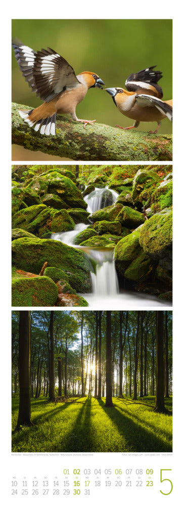Waldleben Triplet-Kalender 2027 - Spaziergang durch heimische Wälder (66 x 24 cm)