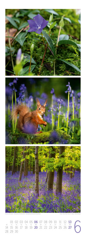 Waldleben Triplet-Kalender 2027 - Spaziergang durch heimische Wälder (66 x 24 cm)
