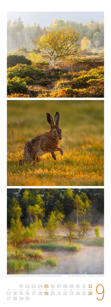 Waldleben Triplet-Kalender 2027 - Spaziergang durch heimische Wälder (66 x 24 cm)