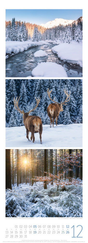 Waldleben Triplet-Kalender 2027 - Spaziergang durch heimische Wälder (66 x 24 cm)