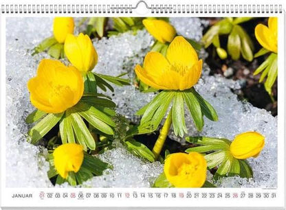 Blütenzauber Premiumkalender 2025