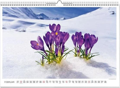 Blütenzauber Premiumkalender 2025