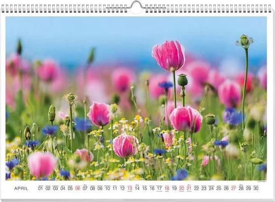 Blütenzauber Premiumkalender 2025